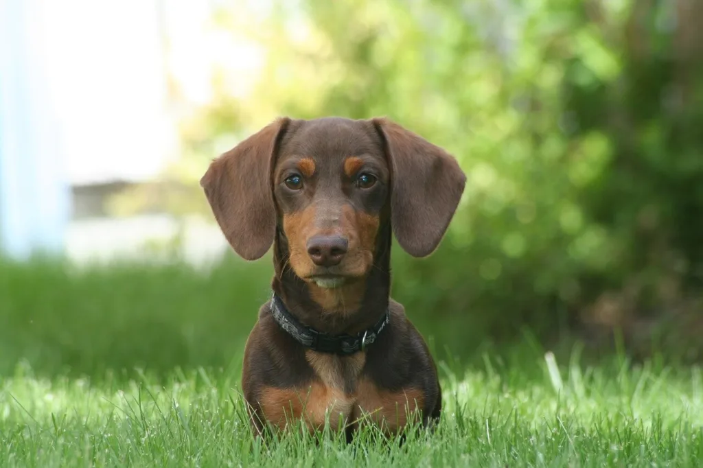Dachshund – mye mer enn bare en pølsehund (Guide og bilder) Dachshund