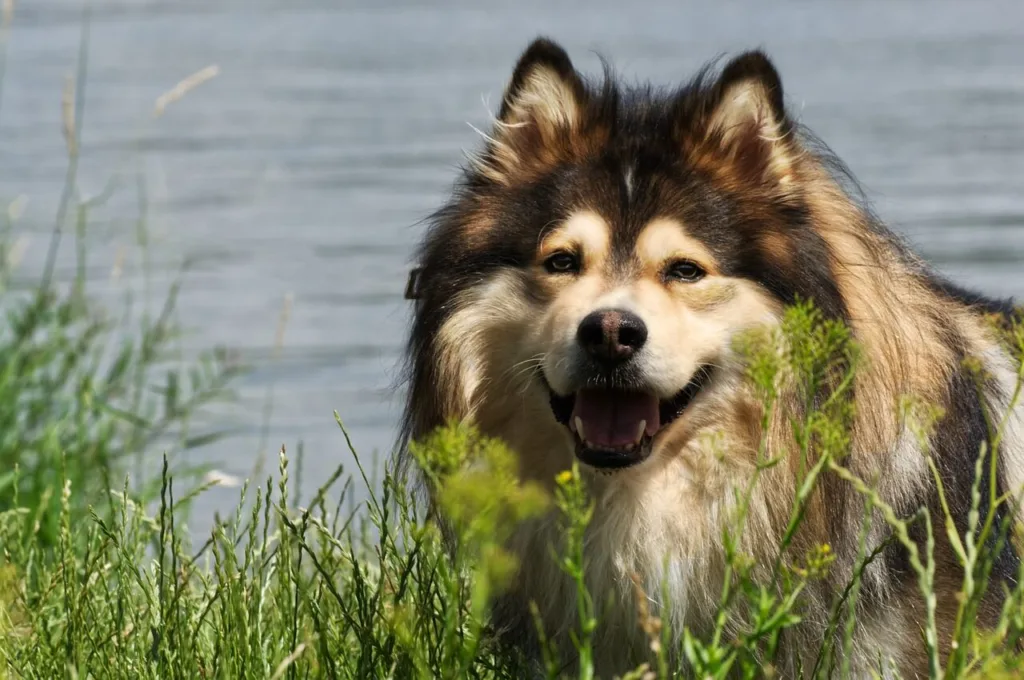 Finsk lapphund