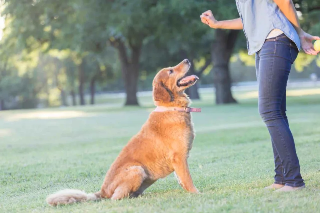 Hvordan trene hunden til å bli (Grunnleggende lydighet)