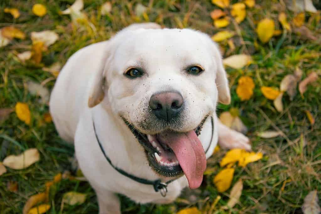 Labrador guide - Bli kjent med verdens mest populære hunderase