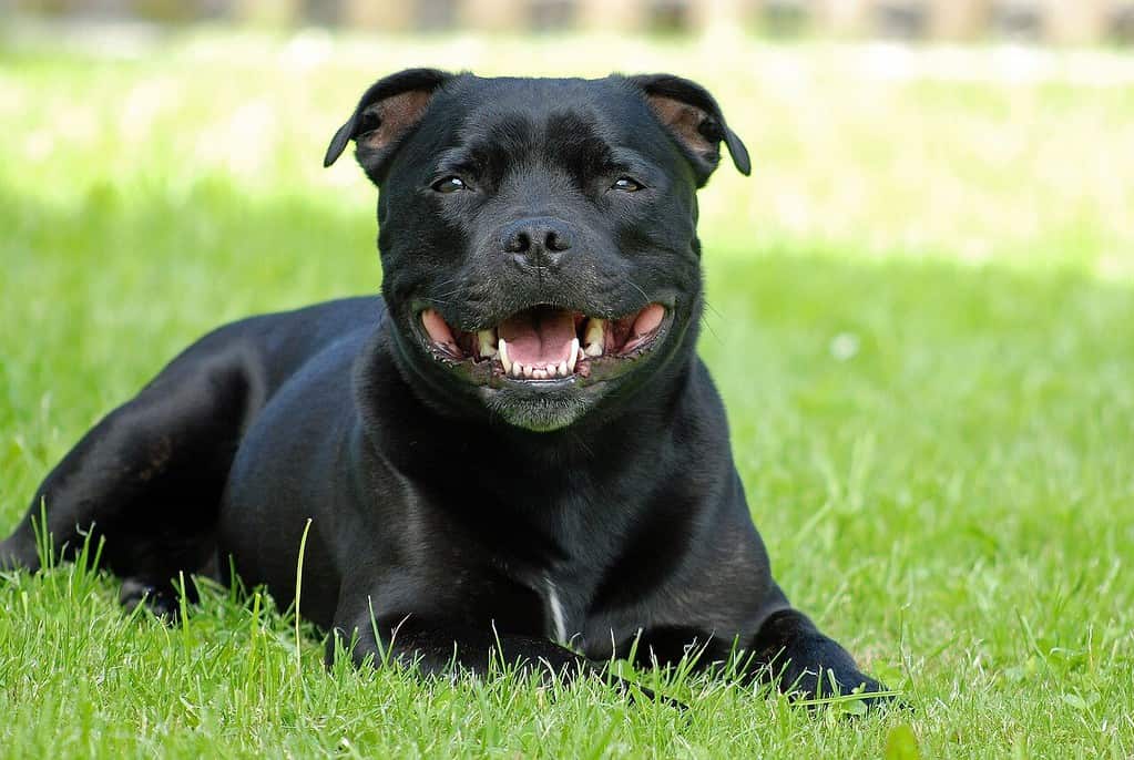 Staffordshire Bull Terrier – en leken og kjærlig hund (Raseprofil) Staffordshire Bull Terrier