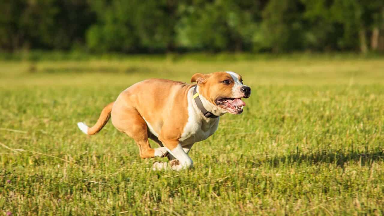 Staffordshire Bull Terrier trening