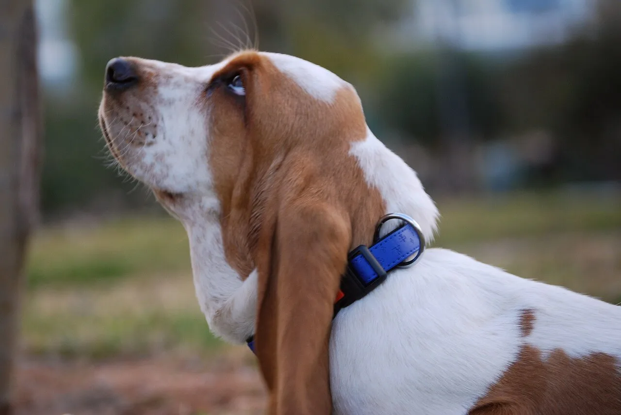 basset er en hund med best hørsel