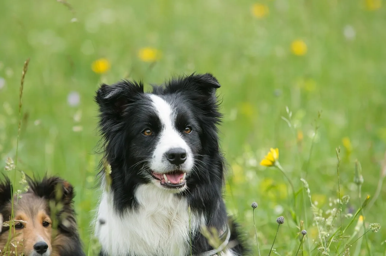 border collie tilhører hunderaser med god hørsel