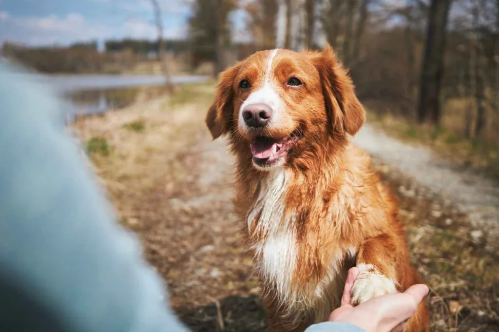 Hvordan få hunden til å komme når du roper (Slik lykkes du med innkalling)