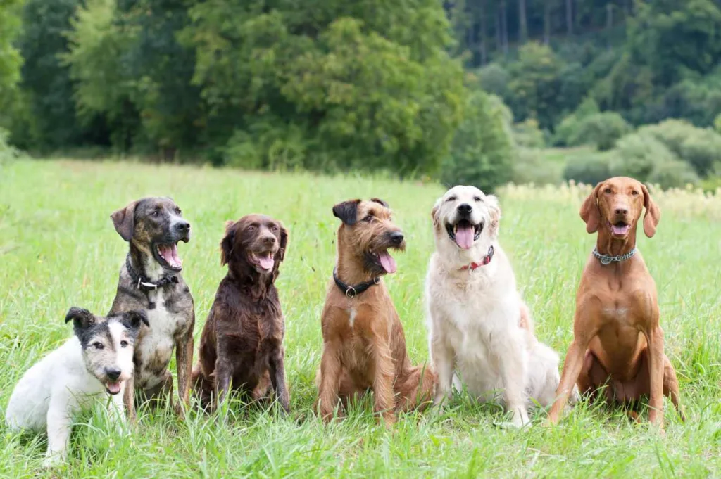 Bør du trene hunden hver dag? (Se hundetrenerens tips) Bør du trene hunden hver dag