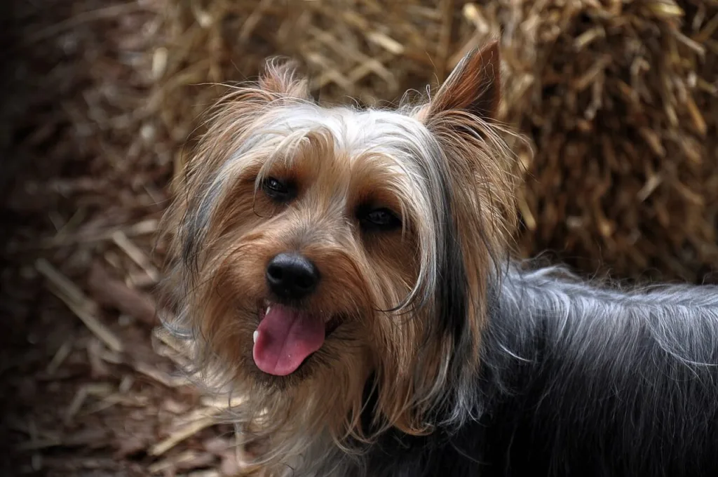 hunders kroppsspråk inkluderer ansiktsyuttrykk