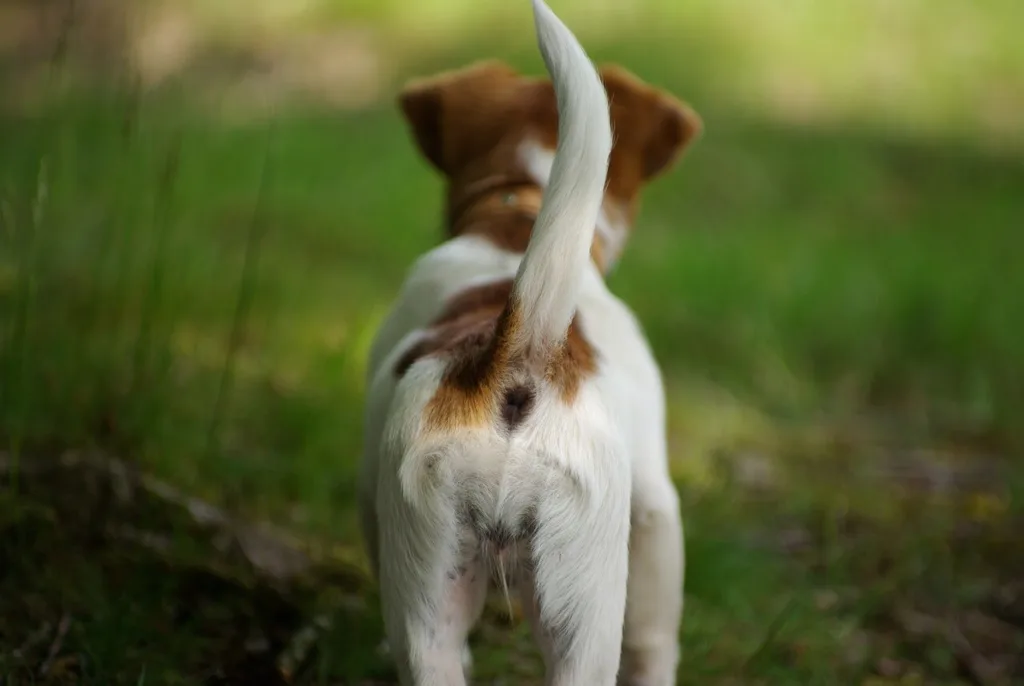 hundens kroppsspråk - en logrende hale gir deg tydelige signaler