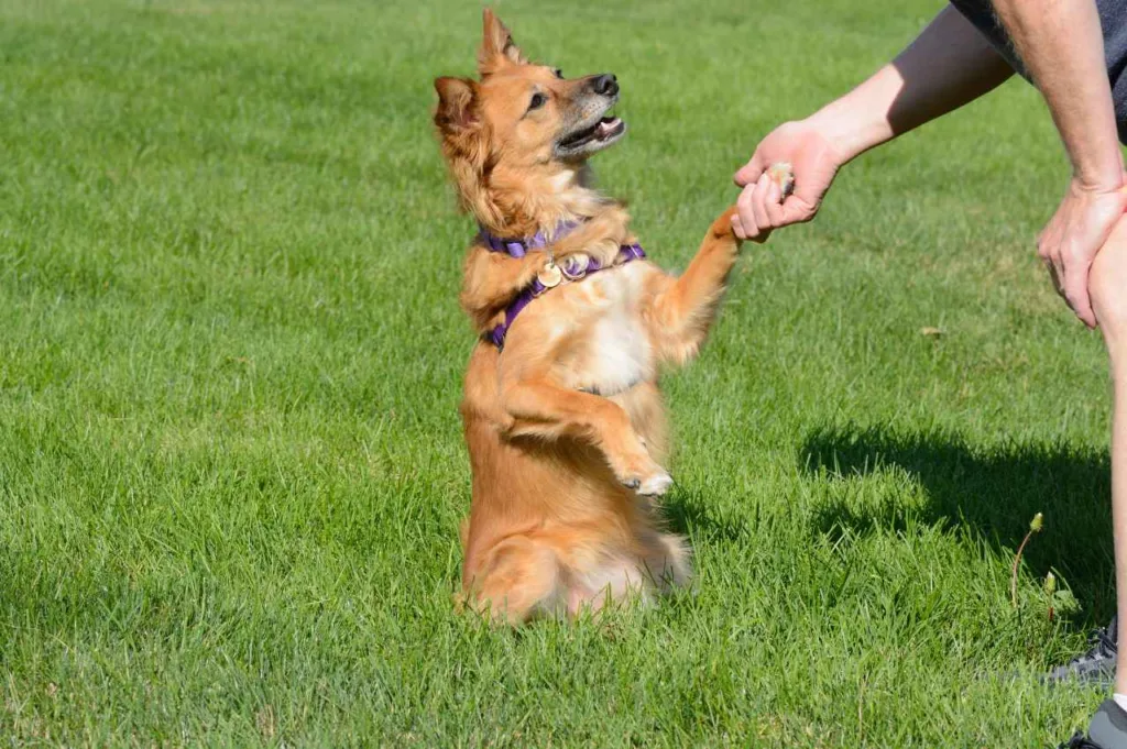 lære hunden gi labb