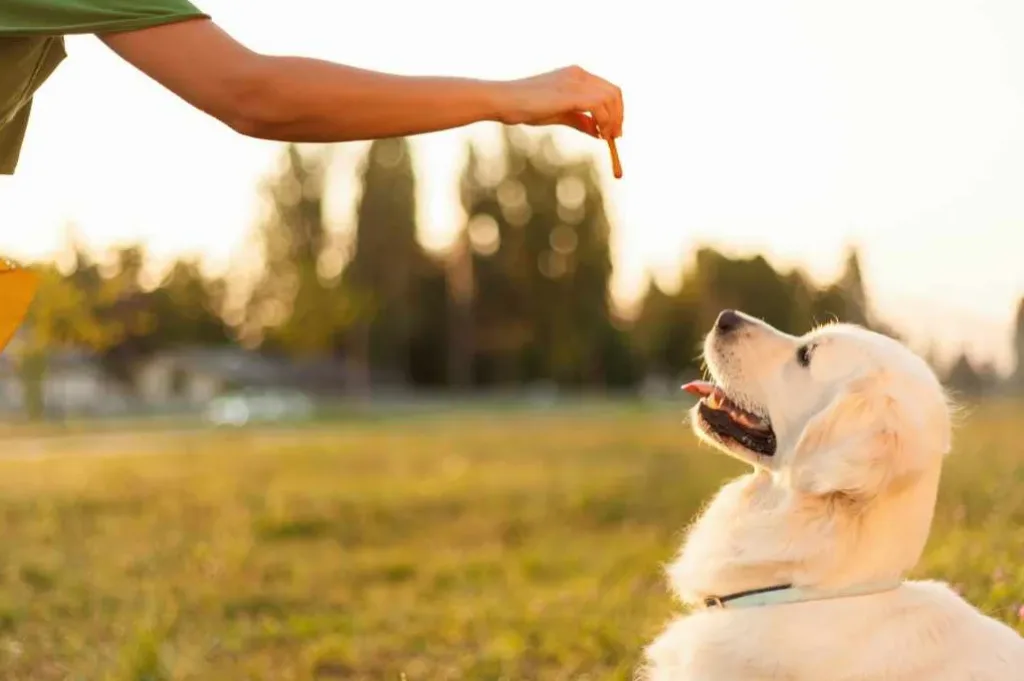 Viktigheten av å være konsekvent ved lydighetstrening av hund