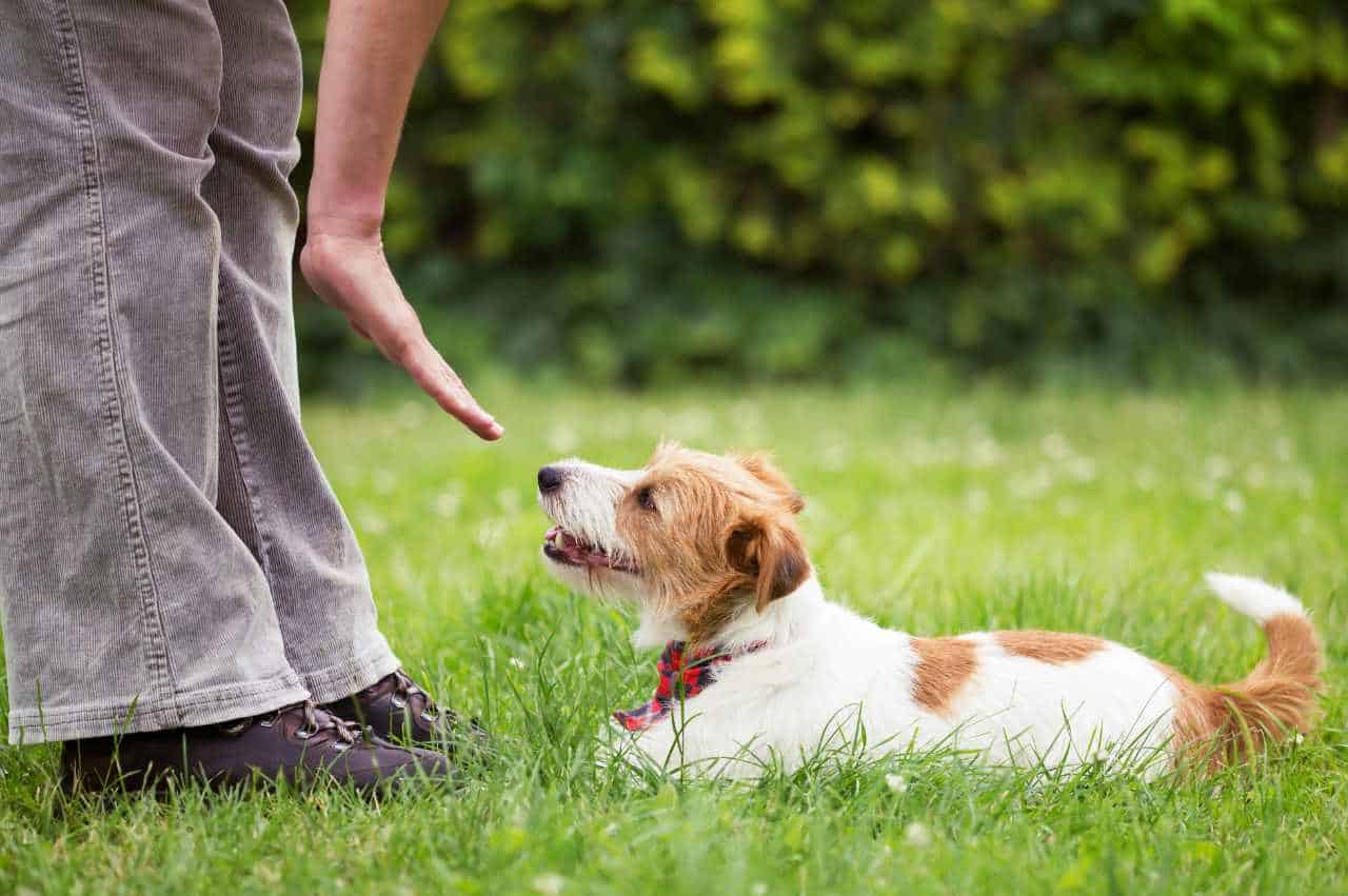 Hvordan trene lydighet med hund (Effektive tips)