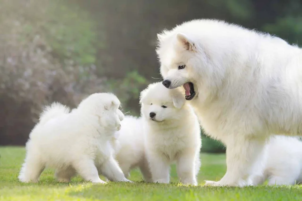 Når bør hunden være lydig