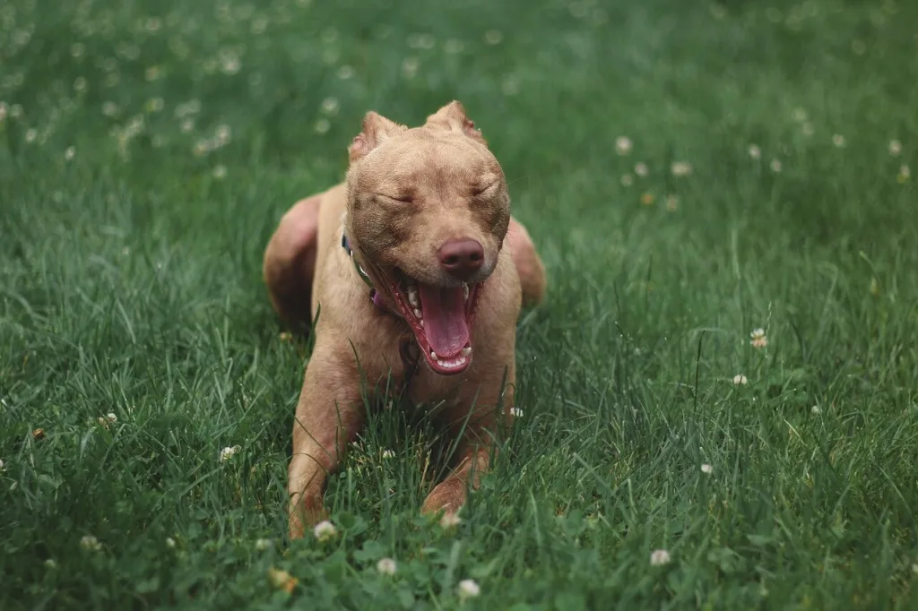 er det lov med pitbull i norge