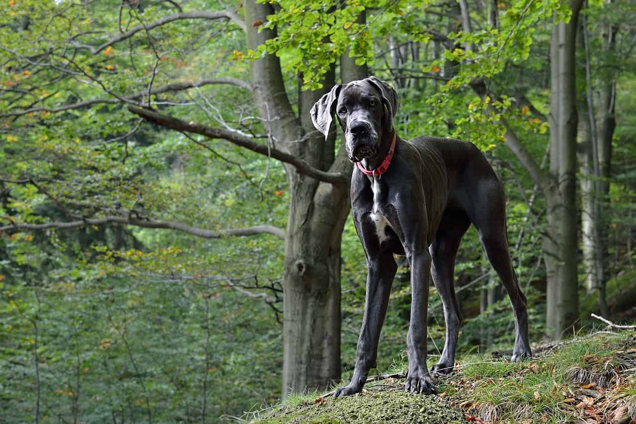 grand danois er verdens største hund