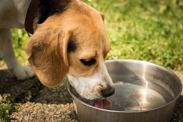 hvor mye vann drikker en hund