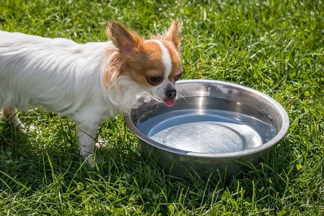 hvor mye vann drikker hunder