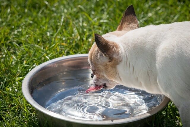 hvor mye vann skal en hund drikke