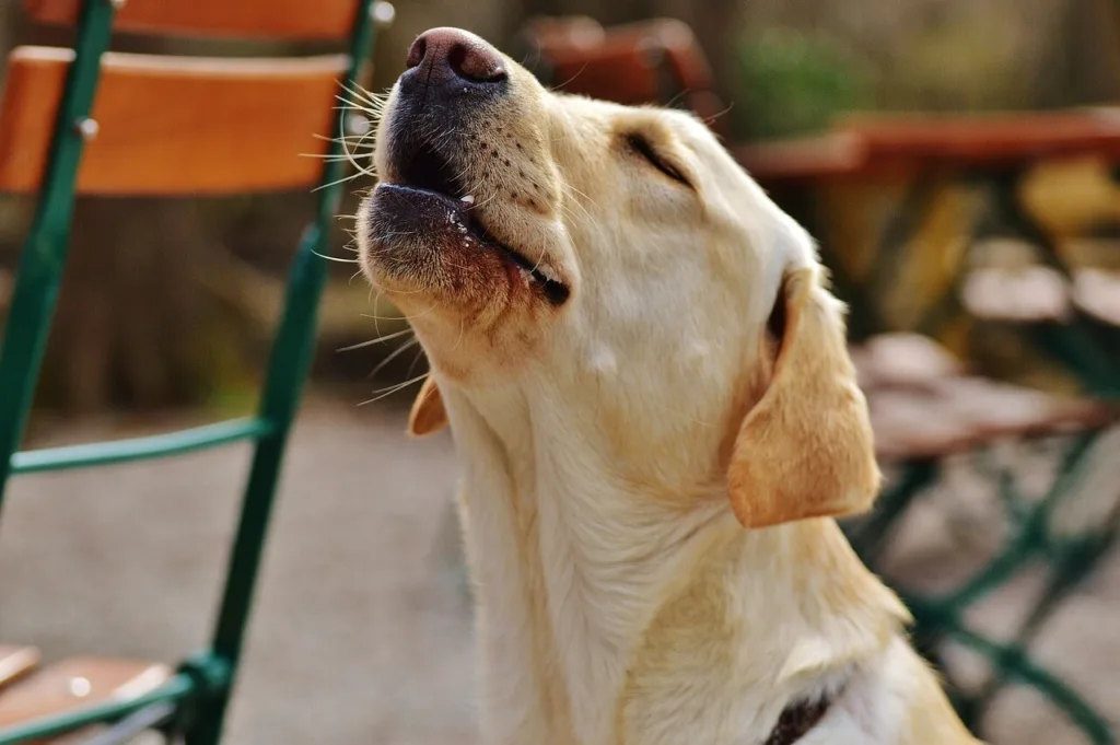 bjeffing og andre lyder er en viktig del av hunders kroppsspråk