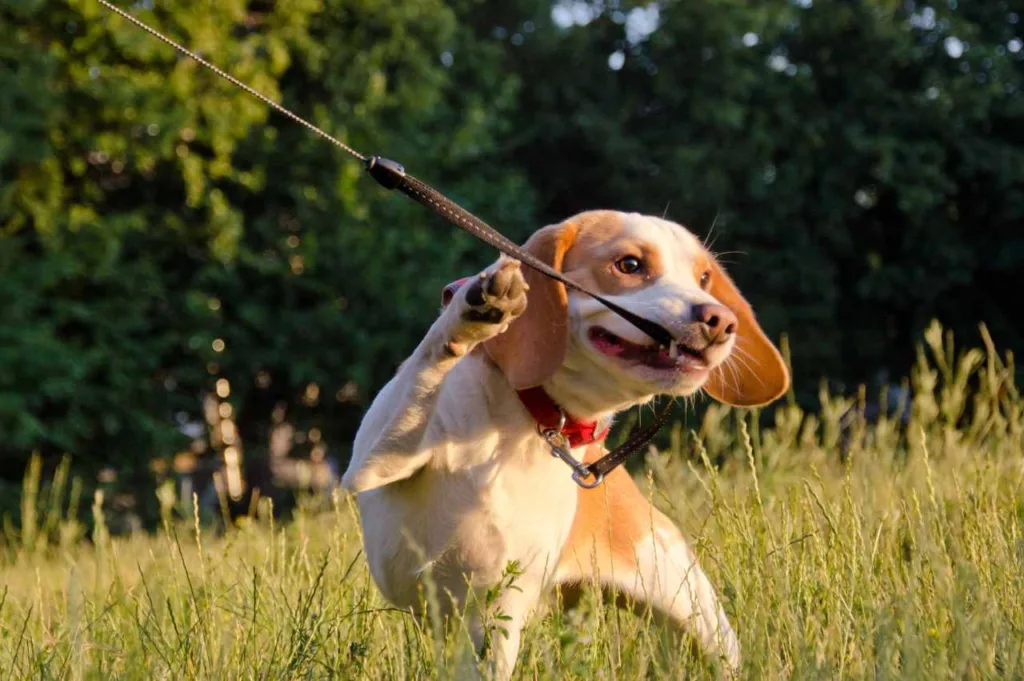 Hva skal man gjøre hvis hunden ignorerer kommandoer? (Tips fra hundetrener) hunden ignorerer kommandoer