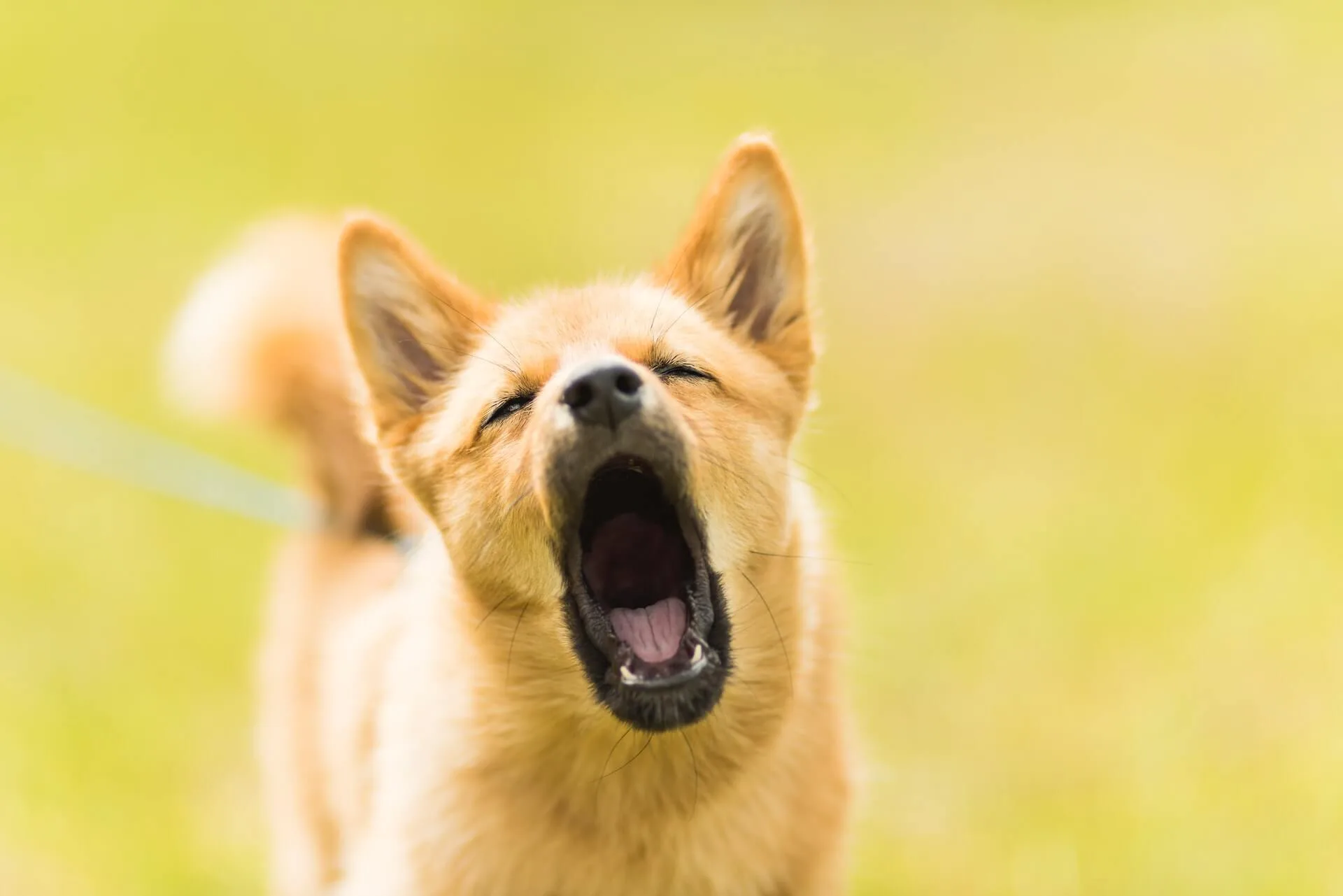 Hvordan stoppe overdreven bjeffing hos hunden din
