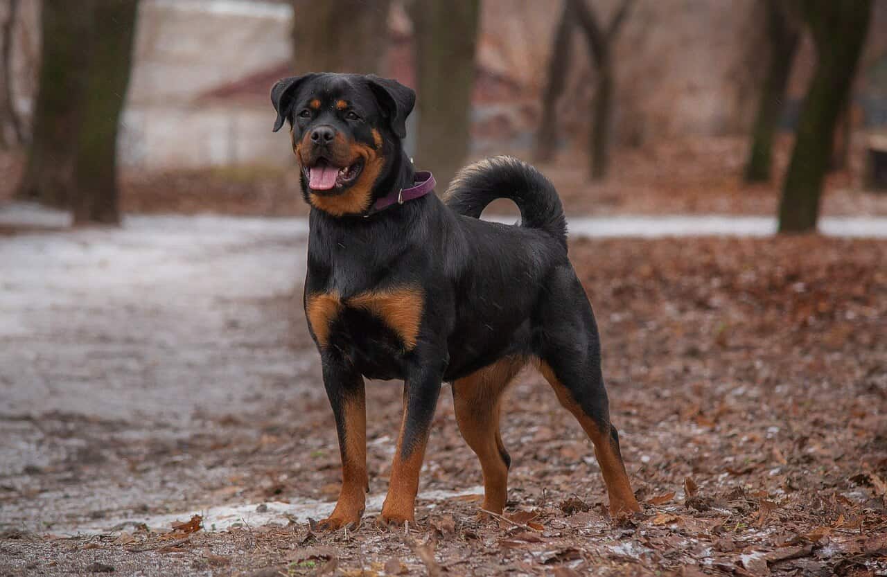 rottweiler norge