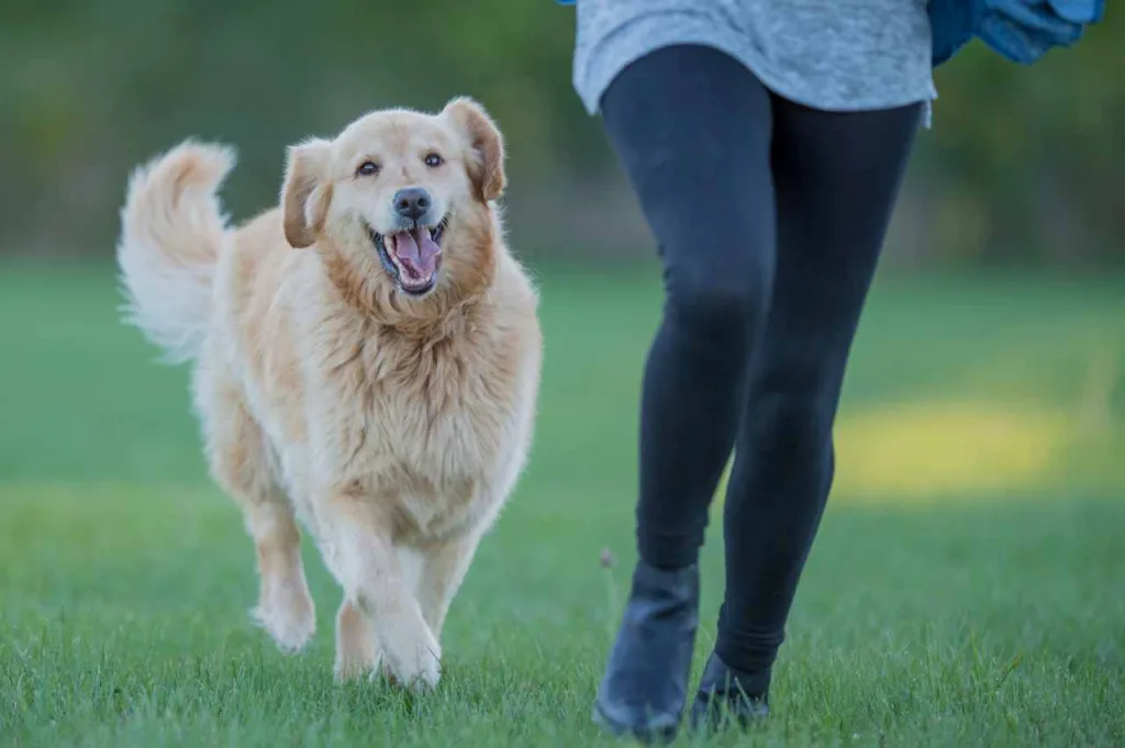 Avansert teknikker for å lære hund å gå fot (uten bånd)
