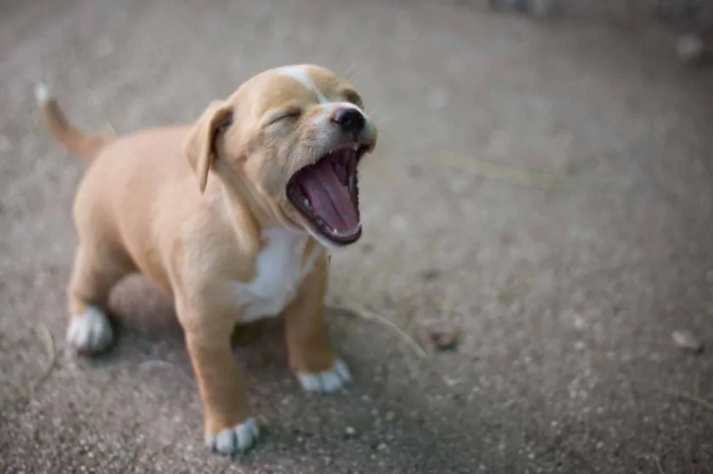 Skal man kjefte på hunden