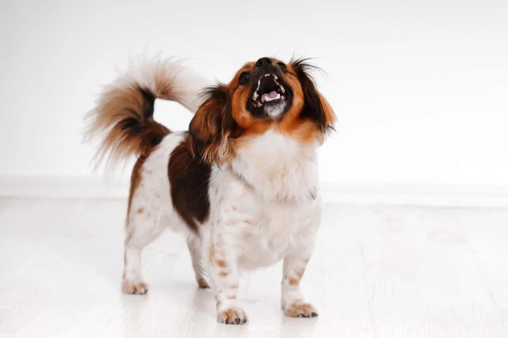 hvordan lære hunden å bjeffe på kommando