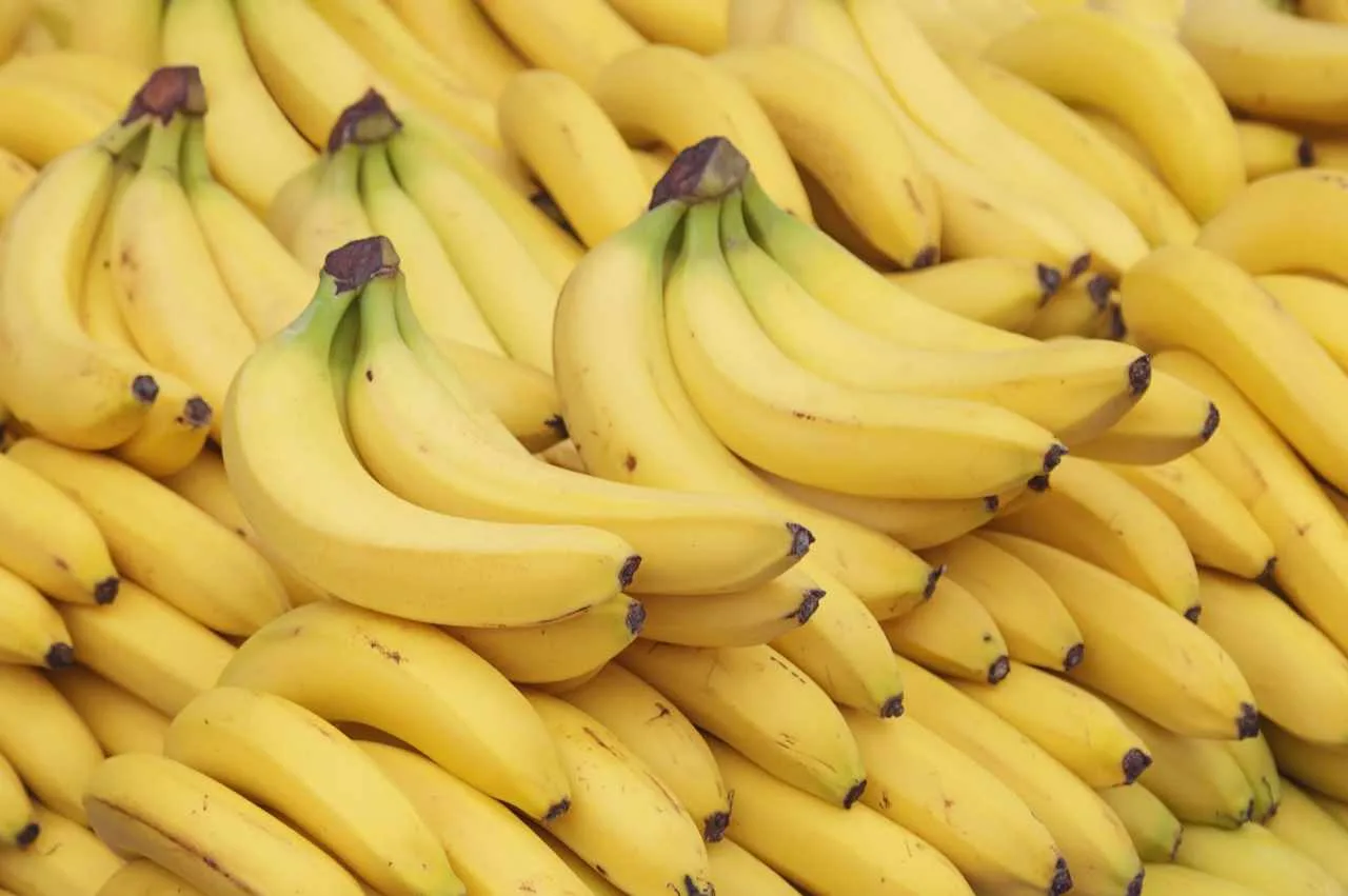 Kan hunder spise banan