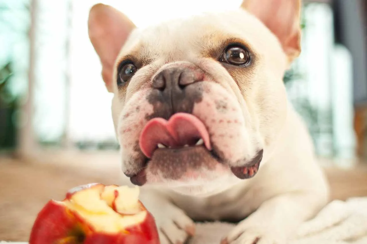 Kan hunder spise eple