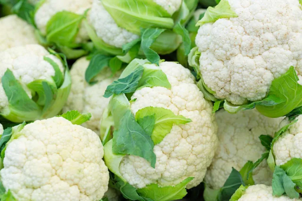 Kan hunder spise blomkål